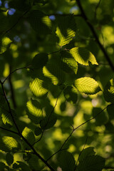 green leaves background in sunny day with bokeh and sunbeams