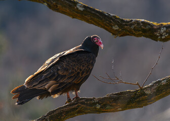 Turkey Vulture
