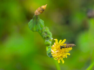 A yellow flower being pollinated by a bee.
