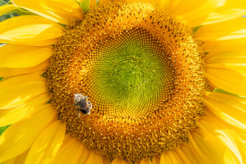 Large bumble bee collecting pollen from center of yellow sunflower