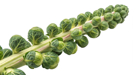 Fresh thyme sprigs isolated on white background culinary herb ingredient for cooking and flavoring food dishes