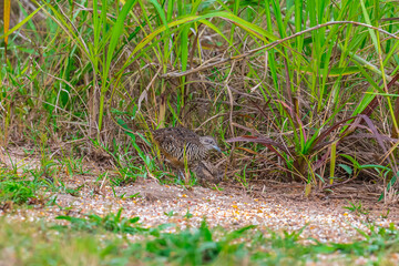 The upper body is reddish brown with scattered yellow-brown stripes. The face and upper breast are reddish-brown mixed with orange. The neck and belly are flesh-brown with brown horizontal stripes.