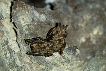 The only mammal that can fly and continues to fly with its front legs that have been transformed into wings. It is a nocturnal animal.