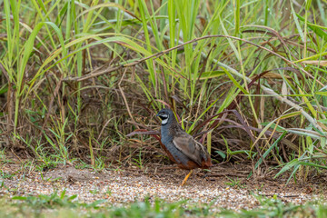 Forehead, eyebrows, sides of neck, body is blue-gray. Neck is black with a short white stripe running from the lower corner of the mouth and surrounded by a white stripe.