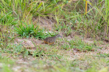 The upper body is reddish brown with scattered yellow-brown stripes. The face and upper breast are reddish-brown mixed with orange. The neck and belly are flesh-brown with brown horizontal stripes.