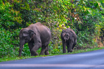 Fototapeta premium Elephants are large mammals and are the largest land animals. Wild elephants eat plants. They are big, have a small head, big legs, and have a trunk that reaches to the ground. That trunk is the nose.