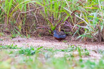 Forehead, eyebrows, sides of neck, body is blue-gray. Neck is black with a short white stripe running from the lower corner of the mouth and surrounded by a white stripe.