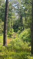 Obraz premium A small forest stream winding through lush green vegetation and tall trees on a sunny day