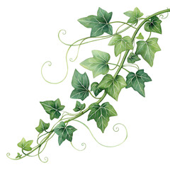 Watercolor Ivy Plant Vine Transparent Background