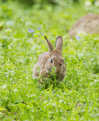 grazing wild rabbit on the meadow, wild rabbit between blades of grass on the wildflower meadow vertically, focus on rear brown rabbit, Oryctolagus cuniculus on edge