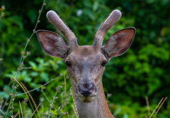 Portrait of young male deer