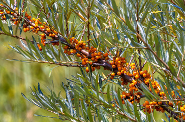 A branch of sea buckthorn (Hippophae) with fruit