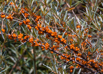 A branch of sea buckthorn (Hippophae) with fruit