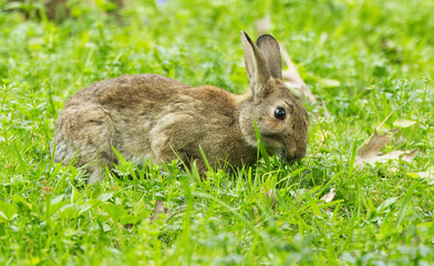 grazing wild rabbit in the foreground another one in the background on the meadow, wild rabbit between blades of grass on the wildflower meadow, focus on rear brown rabbit, Oryctolagus cuniculus