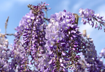 A stunning close-up of vibrant purple wisteria blossoms cascading downwards, set against a clear blue sky. 