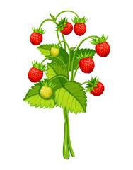 Bush of fresh wild strawberries in cartoon style. Vector illustration of sweet, juicy bunch of wild strawberries with green stems, leaves isolated on white background. Healthy berries.  Gardening.