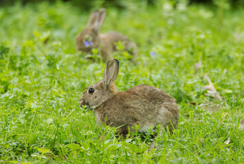 grasendes Wildkaninchen im Vordergrund ein anderes im Hintergrund auf der Wiese, Wildkaninchen zwischen Grashalmen auf der Wildblumenwiese, Fokus auf hinteres braunes Kaninchen, Oryctolagus cuniculus