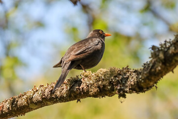 The common blackbird (Turdus merula) on a sunny day. It is a species of true thrush. It is also called the Eurasian blackbird or simply the blackbird. 