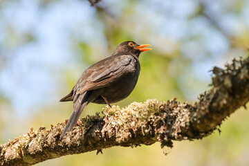 The common blackbird (Turdus merula) on a sunny day. It is a species of true thrush. It is also called the Eurasian blackbird or simply the blackbird. 