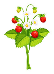 Bunch of wild strawberries in cartoon style. Vector illustration sweet, fresh bunch of wild strawberries with green stems, leaves, flowers isolated on white background.Healthy eating.Seasonal berries.