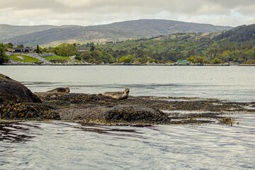 Seals lie on the rocks near Garnish Island, Ireland