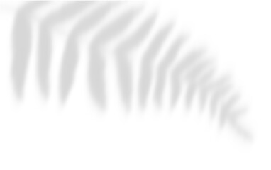 Abstract natural tree leaves shadow on white