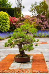 Miniature pine bonsai tree in garden stands in english garden in vertical shot