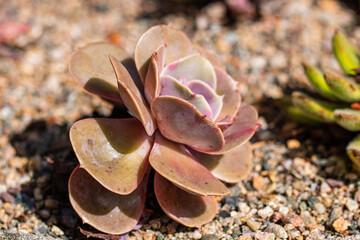 The plant is a young plant, a stone rose in the close-up shot