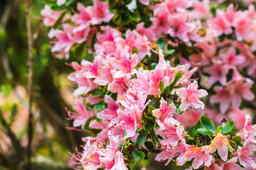 Pink rhododendrons in full bloom in the garden