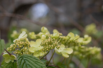 Hydrangea paniculata in soft yellow at the bottom of the frame with a blurred background at the top