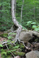 Tree on top of a rock