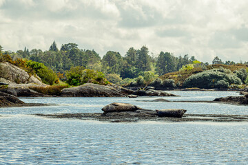Seals lie on rock formations near Garinish Island in West Cork, Ireland