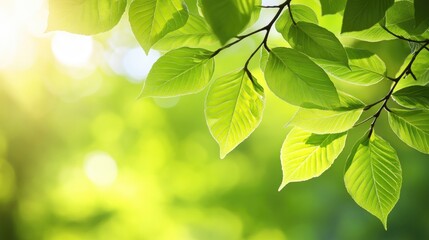 Fresh Green Leaves with Soft Light in Natural Background Scene