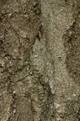 detail bark on old tree 