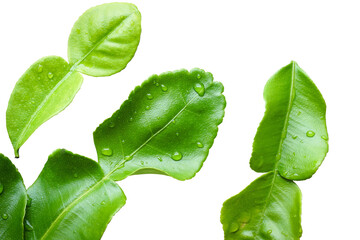 Fresh kaffir lime leaves with water droplets on white background, perfect for culinary, organic,...