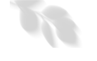 Shadows, of Chinese maple tree branches