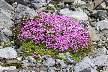 Alpine Bloom: Silene acaulis in the Swiss Alps