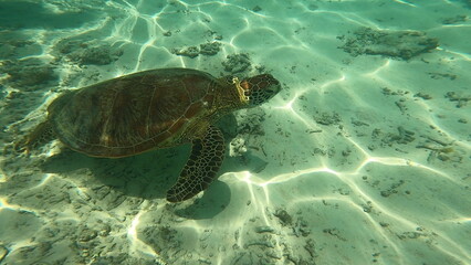 Obraz premium 沖縄の海 うみがめ 