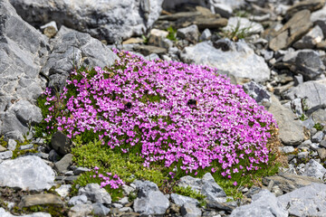 Alpine Bloom: Silene acaulis in the Swiss Alps