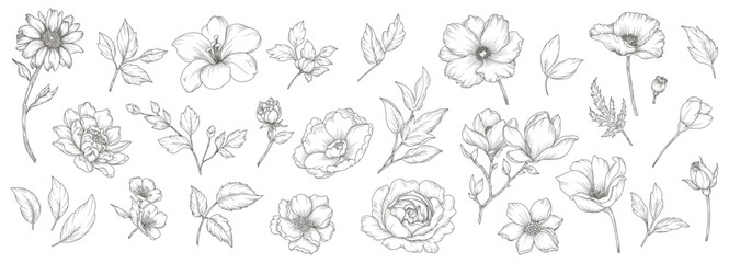 Collection of sketches of flowers and leaves. Vintage peony, rose, poppy, daisy, lily, magnolia hand drawn in line art style. Vector botanical engraving 