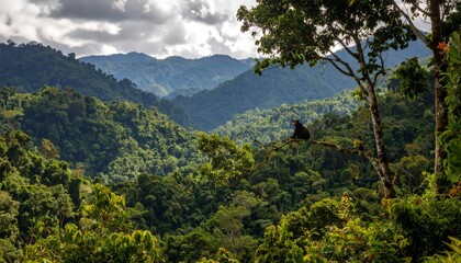 Fototapeta premium Cuscus climbs mossy tree in Papua forest