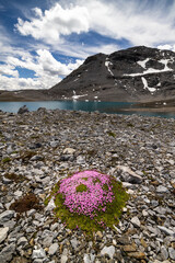 Alpine Stonecrop in Val Rims, Engadine Valley, Switzerland