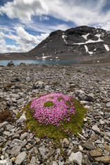 Alpine Stonecrop in Val Rims, Engadine Valley, Switzerland