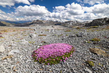 Alpine Bloom: Silene acaulis in Val Rims, Engadine