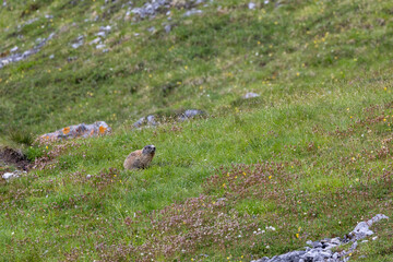 Alpine Marmot in Switzerland