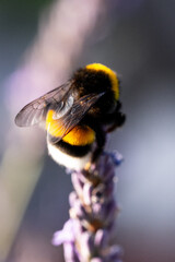 Butterflies sitting on lavender flowers, macro photo