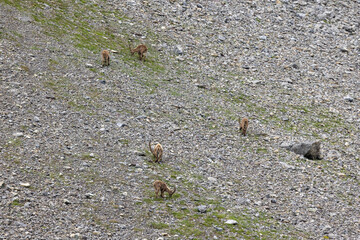 Ibex Herd near Lischanahütte, Switzerland