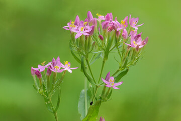 Tausendg&uuml;ldenkraut