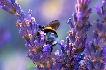 Butterflies sitting on lavender flowers, macro photo