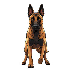 Obraz premium A Belgian Malinois dog stands alert, facing forward with its ears perked up.